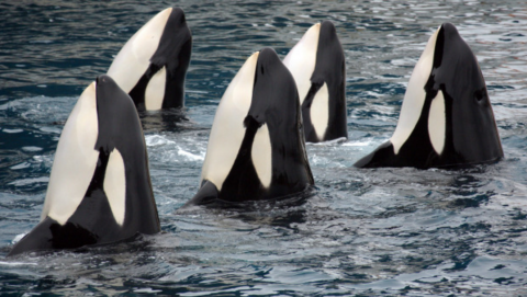 whale pod.png.png