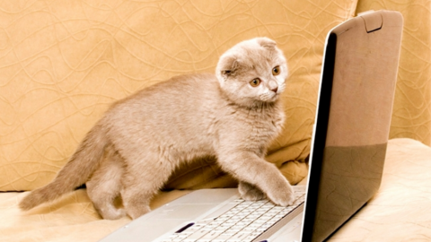 cat computer.png.png